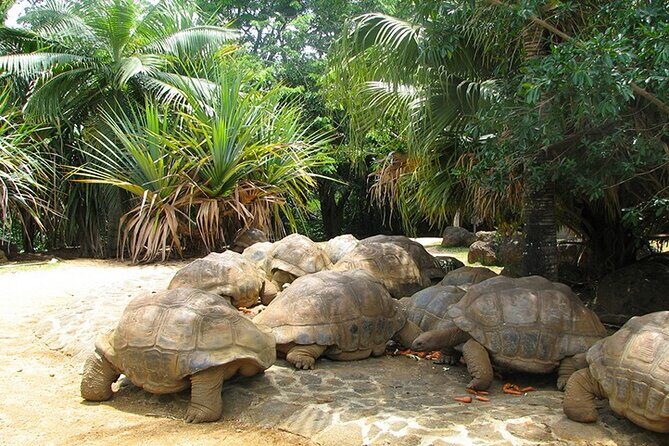 Southern Tales: Full-day incl Crocodile Park & 23 Colored Earth - FAQs