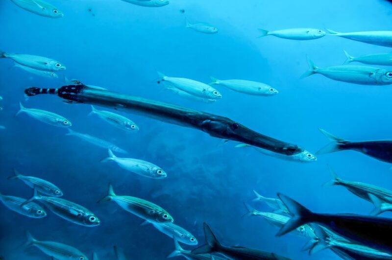 southern-tenerife-50-minute-submarine-dive