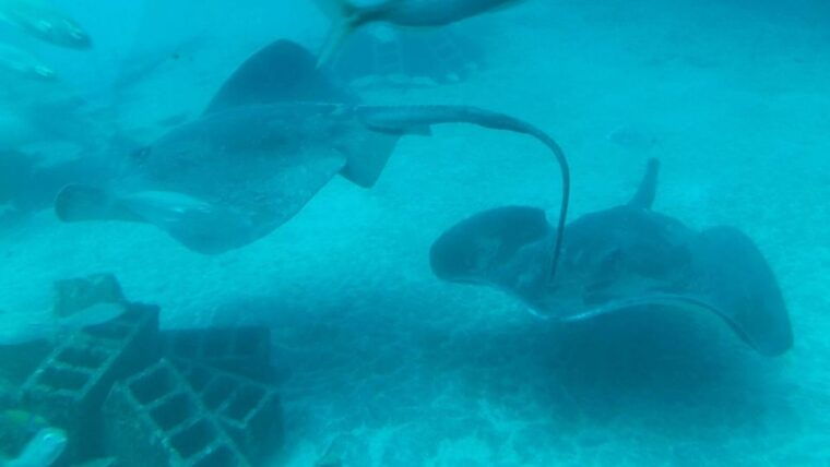 southern-tenerife-50-minute-submarine-dive