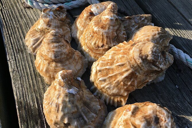 southold-bay-oyster-farm-tour