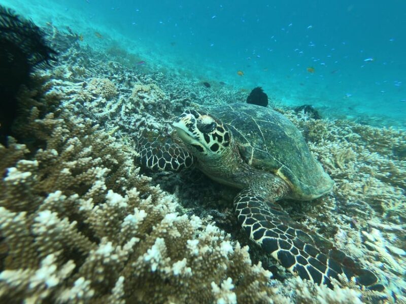 SouthWest Secret Gili,Gili Layar,Gili Gede&Gili Rengit - FAQ