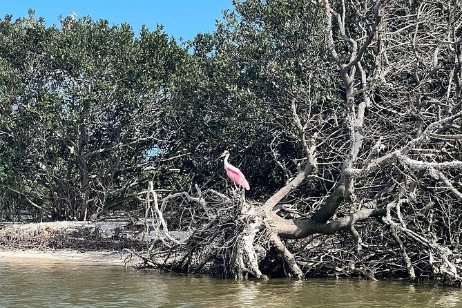 space-coast-manatee-coastal-wildlife-kayak-tour