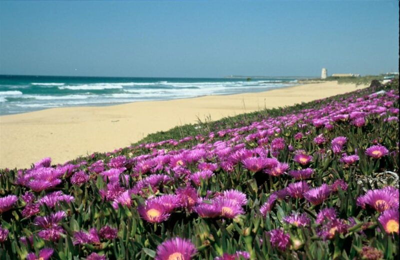 spains-best-beaches-day-trip-from-seville-2