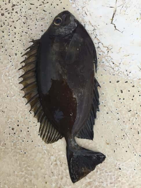 Spearfishing Fishing Tour with Seafood Lunch at the Beach - Worth Considering