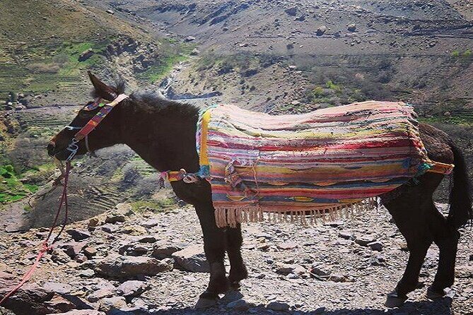 Special Excursion & Lunch at Kasbah Du Toubkal INCLUDING Mule Ride and Hammam - FAQ