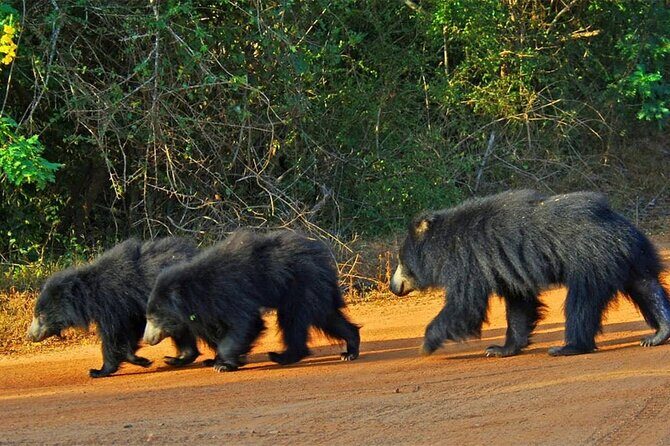 Special Full Day Safari Yala National Park - 04:30 AM to 06:00 PM - An In-Depth Look at the Full-Day Safari Experience