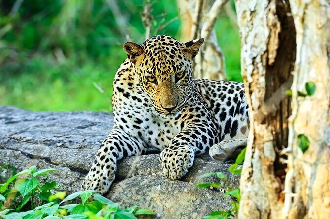 Special Full Day Safari Yala National Park - 04:30 AM to 06:00 PM - The Value of a Full-Day Yala Safari