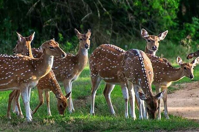 Special Full Day Safari Yala National Park - 04:30 AM to 06:00 PM - The Sum Up