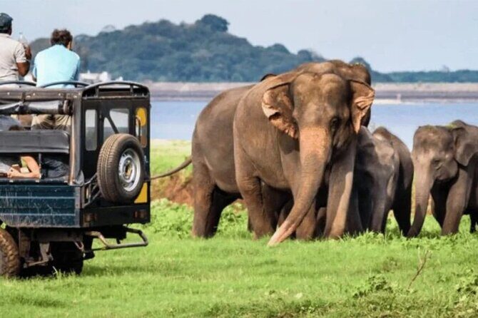 Special Full Day Safari Yala National Park - 04:30 AM to 06:00 PM - FAQs