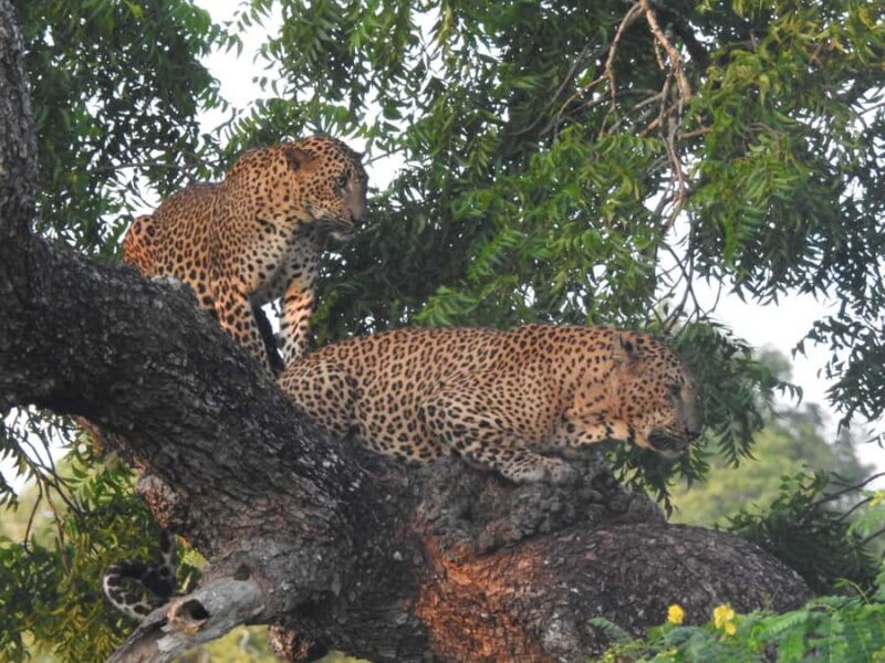 Special leopard safari with breakfast - Janaka safari - An Authentic Leopard Safari Experience with Janaka Safari in Yala