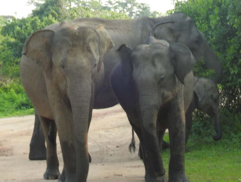 Special leopard safari with breakfast - Janaka safari - Key Points