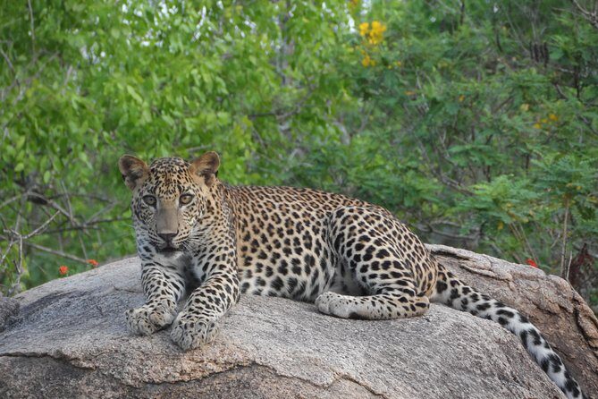 Special Leopards safari - Yala National park - 04.30 am to 11.30 am - Exploring the Special Leopards Safari at Yala National Park