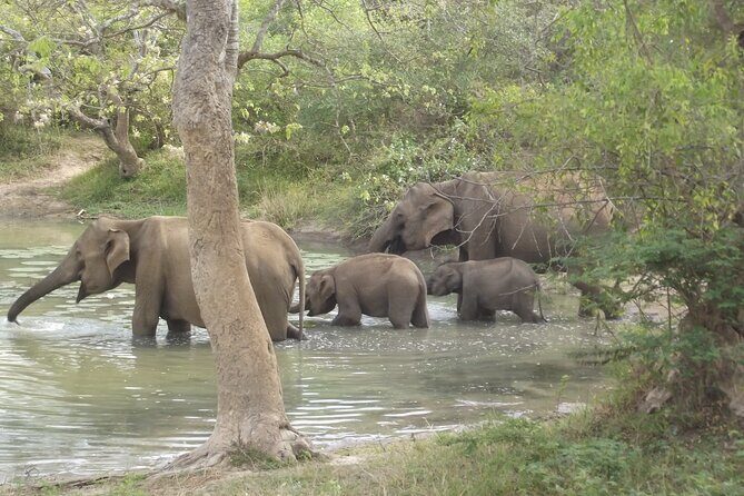 Special Leopards safari - Yala National park - 04.30 am to 11.30 am - Who Will Love This Safari?