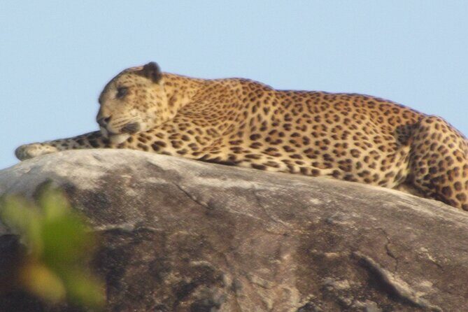 Special Leopards safari - Yala National park - 04.30 am to 11.30 am - Final Thoughts: Is It Worth It?