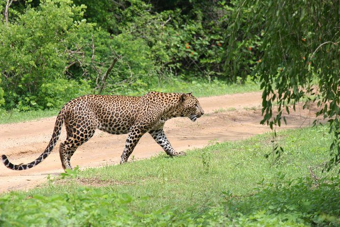 Special Leopards safari - Yala National park - 04.30 am to 11.30 am - FAQ