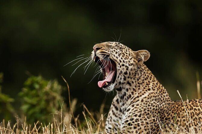 Special Leopards Safari Yala National Park - 04:30 AM to 11:30 AM - Key Points