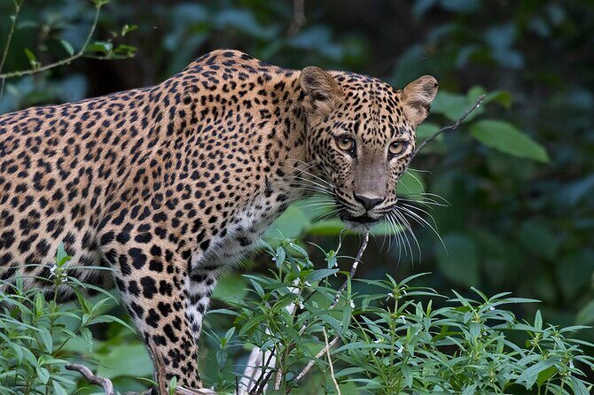 Special Leopards Safari Yala National Park - 04:30 AM to 11:30 AM - Final Thoughts: Who Should Book This Safari?