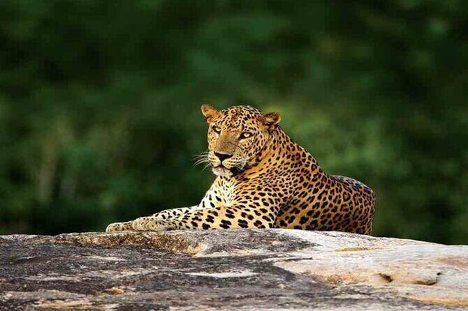 Special Leopards Safari Yala National Park - 04:30 AM to 11:30 AM - In The Sum Up