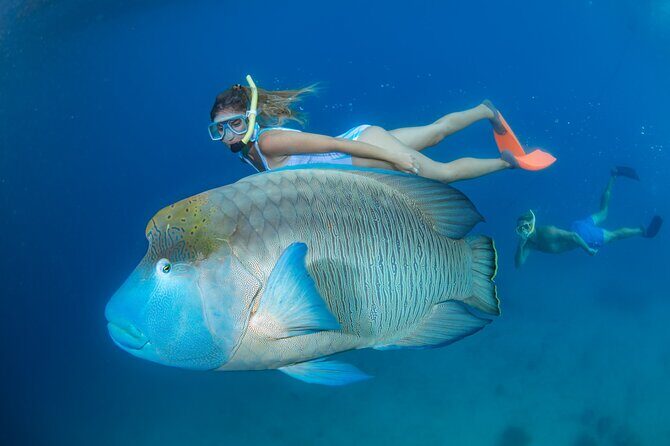 Special Offer: Great Barrier Reef & Green Island Day Tour - Transportation and Timing