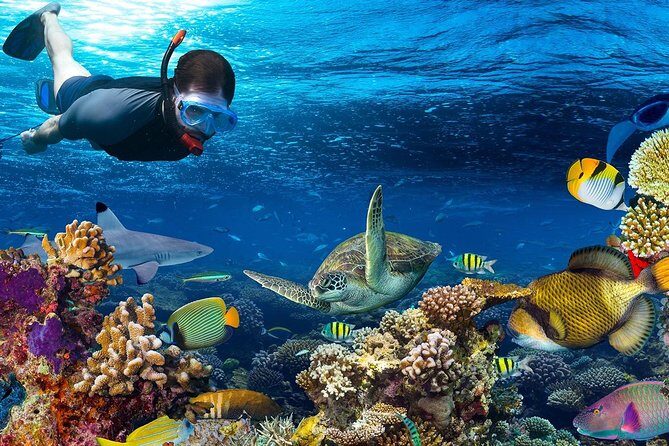 Special Snorkeling Day Trip to the Red Sea in Safaga from Luxor - What Makes This Tour Stand Out?