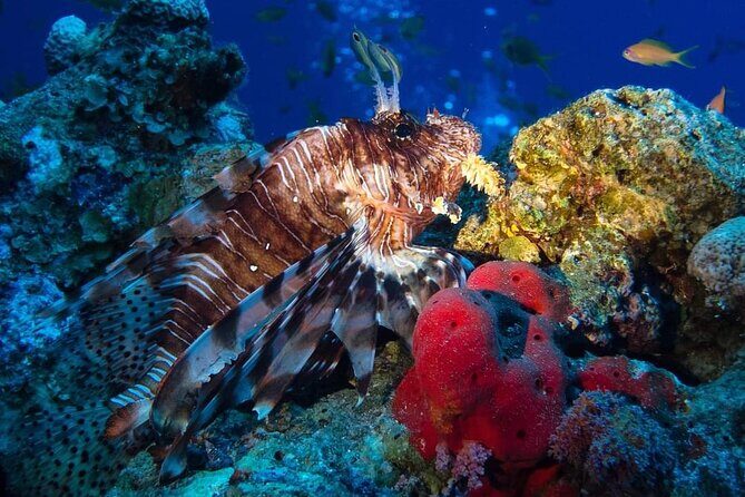 Special Snorkeling Day Trip to the Red Sea in Safaga from Luxor - Who Should Consider This Tour?