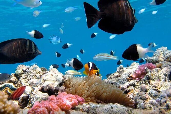 Special Snorkeling Day Trip to the Red Sea in Safaga from Luxor - Final Thoughts