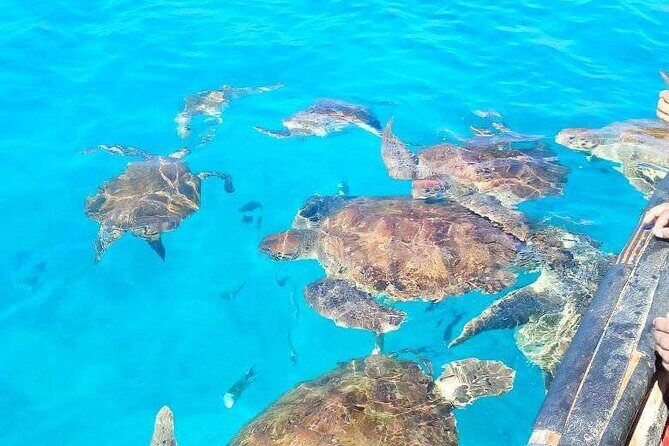 Spectacular experience with sea turtles - What Travelers Say