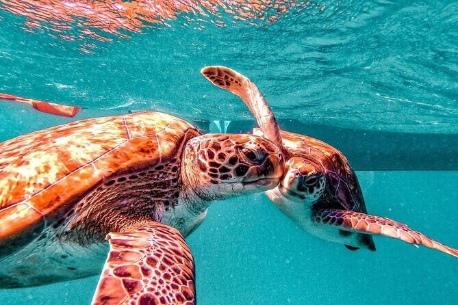 Spectacular experience with sea turtles - Final Thoughts: Is It Worth It?