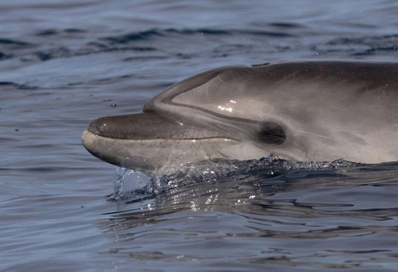 speed-boat-can-picafort