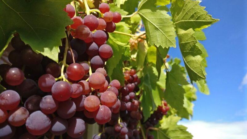speyer-cathedral-old-town-and-jewish-heritage