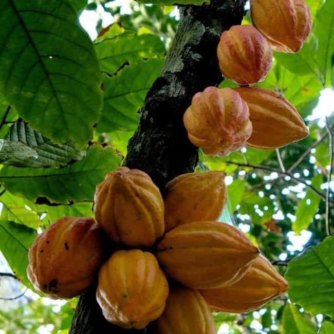 Spice Farm, Stone Town, Prison Island & Nakupenda sand bank - Final Thoughts