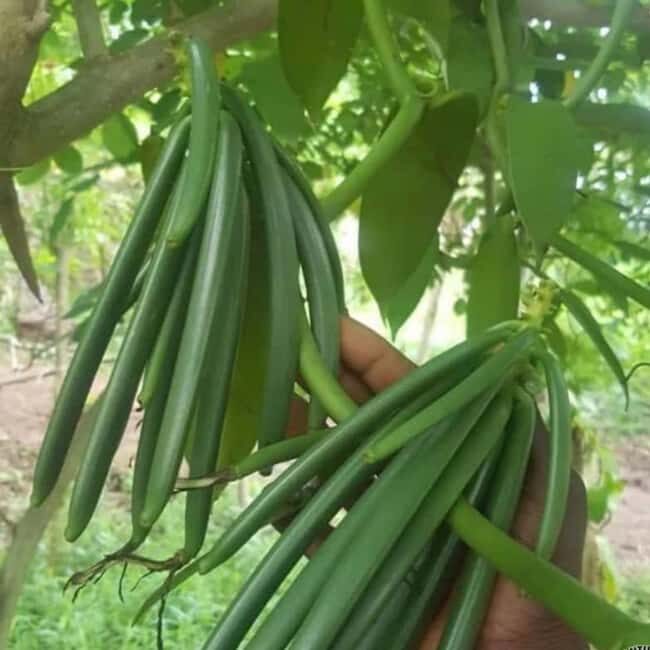 Spice Farm, Stone Town, Prison Island & Nakupenda sand bank - FAQ