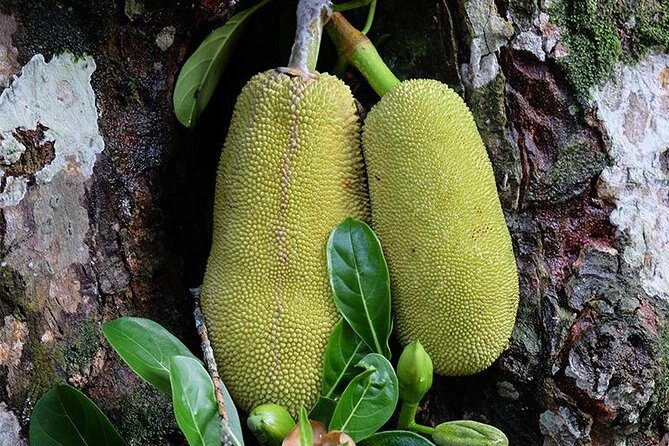 Spice Farm Tour -Half Day - Discover Zanzibar’s Spice Farms: A Practical, Flavor-Filled Adventure