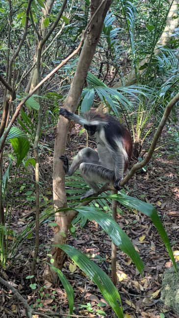 SPICE FARM TOUR, Jozani forest & Sea tortoise sanctuary - Key Points