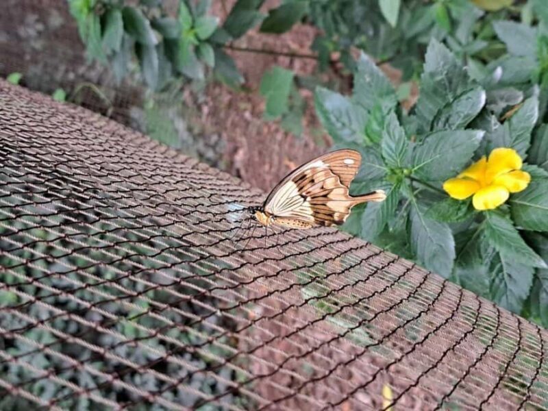 SPICE FARM TOUR, Jozani forest & Sea tortoise sanctuary - The Experience Provider: WINGS TOURS 52