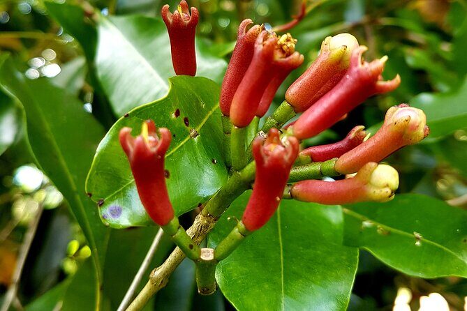 Spice Farm with Cooking Class + Lunch and Stone town (City tour) - A Balanced Look at the Zanzibar Spice and Heritage Tour