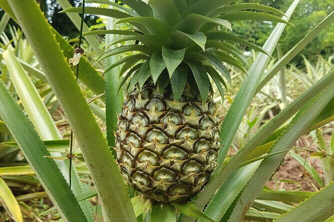 Spice Farm with Cooking Class + Lunch and Stone town (City tour) - Who Will Love This Tour?