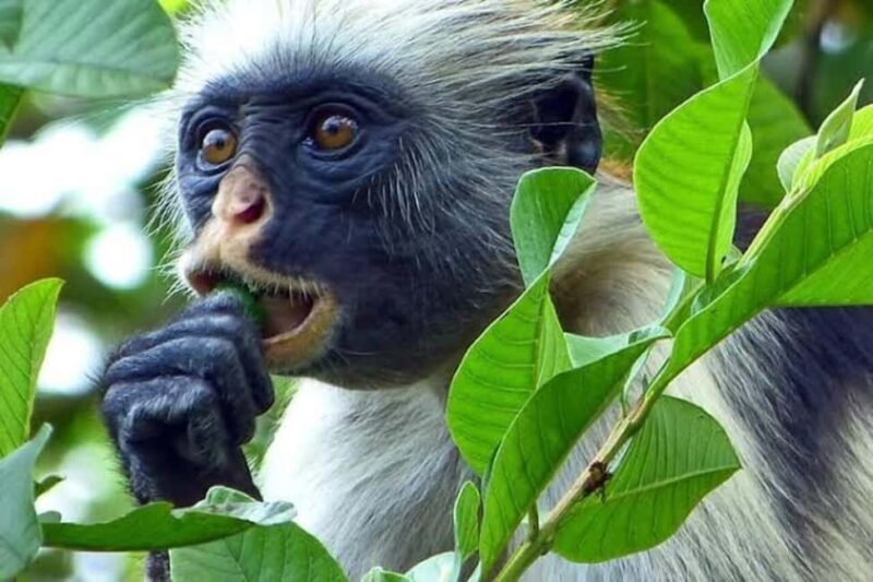 Spice farm,Stone town and Jozani forest tour with lunch - Key Points