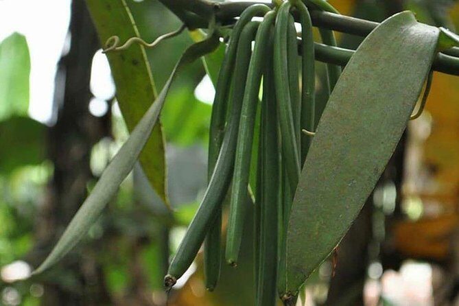 Spice Tour In Zanzibar - FAQs about the Zanzibar Spice Tour