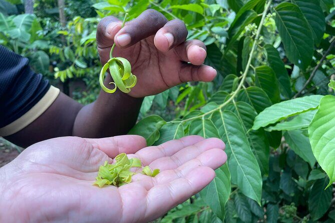 Spice Tour, Stone Town and Prison Island - The Sum Up
