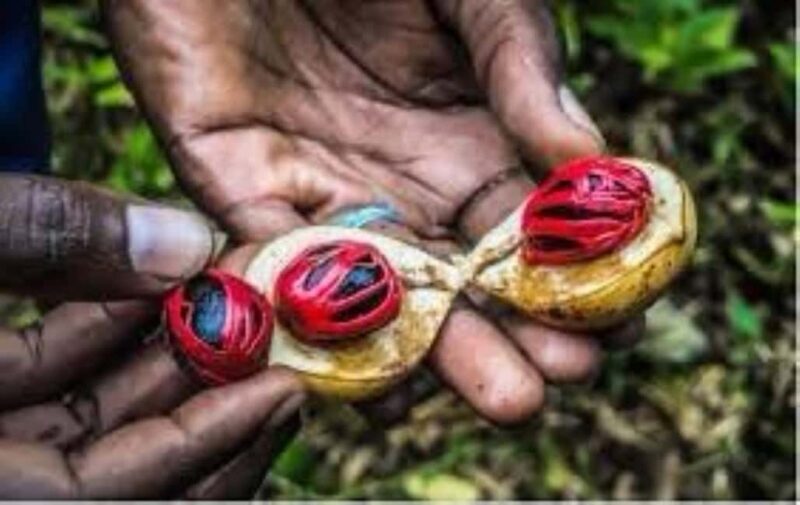 Spice tour+ Stone town walking tour - Logistics and Practical Details