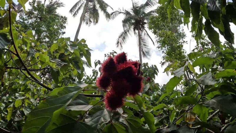 Spice tour - An In-Depth Look at the Zanzibar Spice Tour