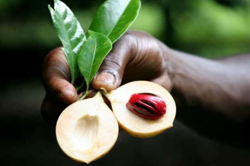 Spice Tour, with Lunch, Prison Island, Night Fish Market - A Full Breakdown of the Zanzibar Spice, Prison Island, and Night Market Tour
