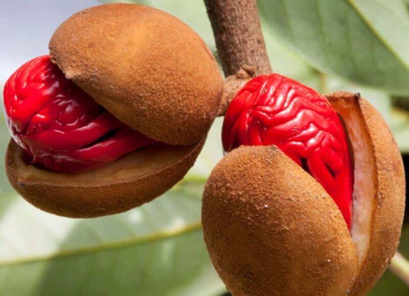 Spice Tour with Lunch, Prison Island Tour, Night Fish Market - Key Points 
