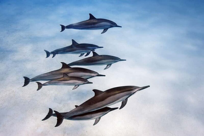 Spice Tour with Lunch, Prison Island Tour, Night Fish Market - Why This Tour Is a Great Pick