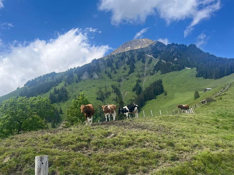 Spiez: Summit Mt. Niesen with a Swiss Triathlete - Key Points