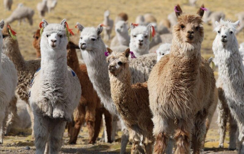 spin-course-with-alpaca-wool