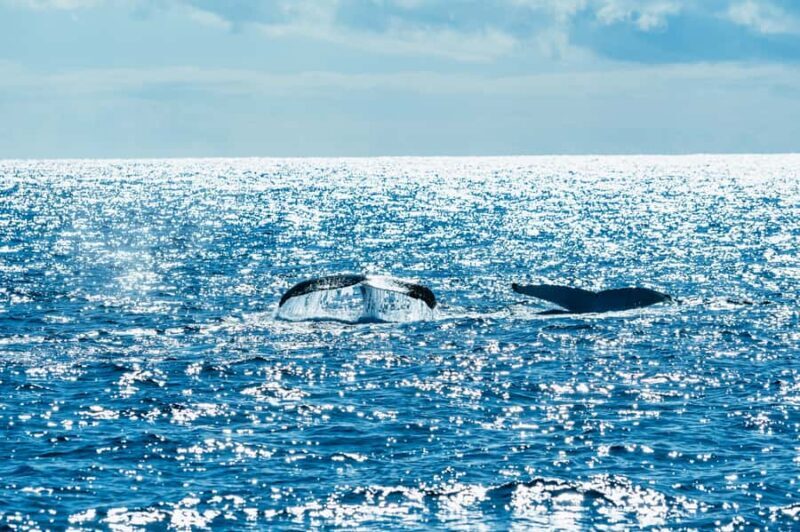 Spirit of Gold Coast 2.5-Hour Whale Watching Tour - Key Points