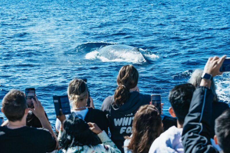 Spirit of Gold Coast 2.5-Hour Whale Watching Tour - The Experience: What to Expect on the Spirit of Gold Coast Whale Watching Tour