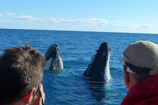 Spirit of Hervey Bay Whale Watching Cruise - Who Will Love This Tour?